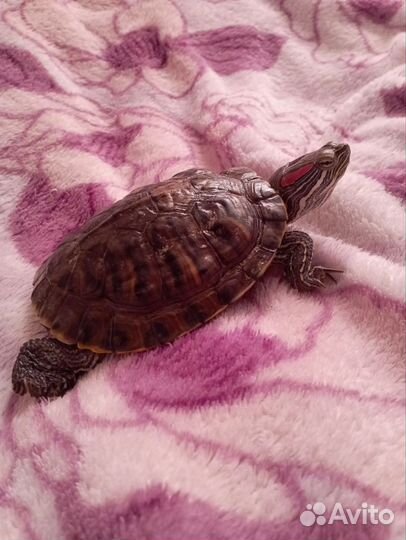Красноухая черепаха бесплатно