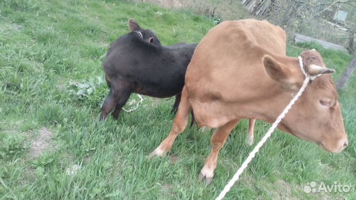 Корова с телёнком