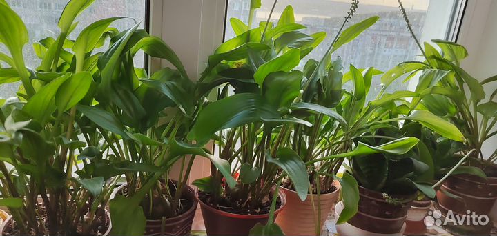 Комнатные растения