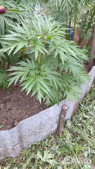 Марьин корень