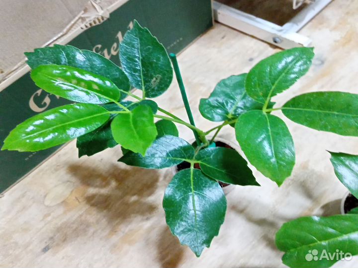 Комнатные цветы шеффлера лучелистная