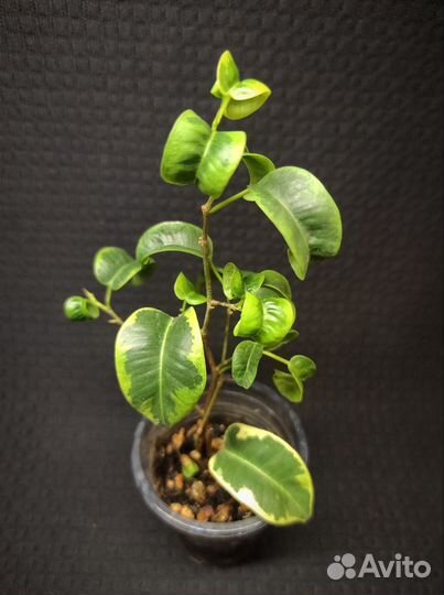 Фикус benjamina Twilight,Laguia, Diversifolia