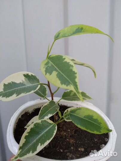 Фикус Кинки