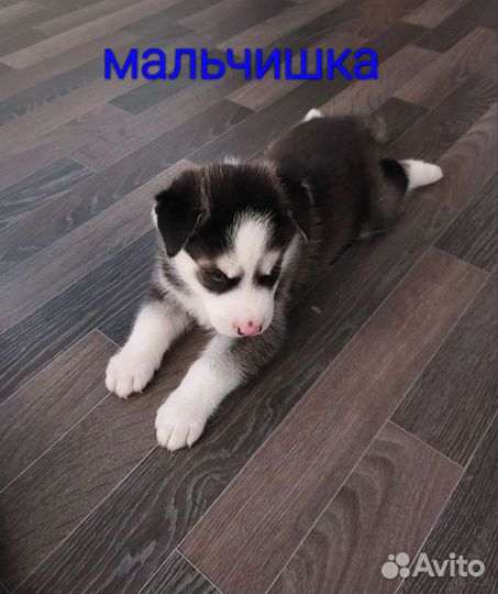 Продам щенков хаски