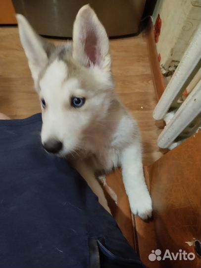 Сибирский хаски вязка