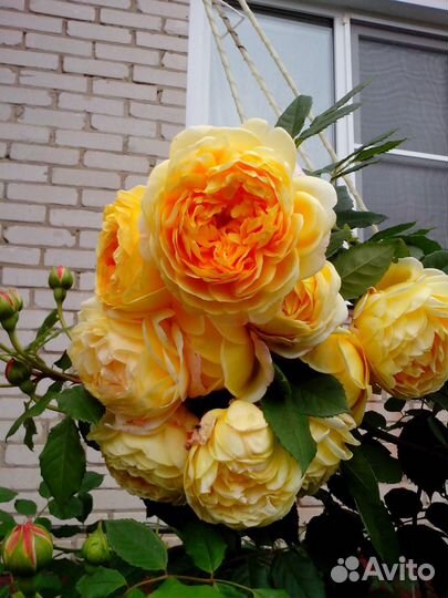 Роза Golden Celebration (Austin, 1992)