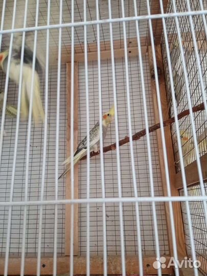 Попугай карелла