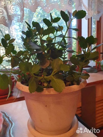 Каланхое лечебное