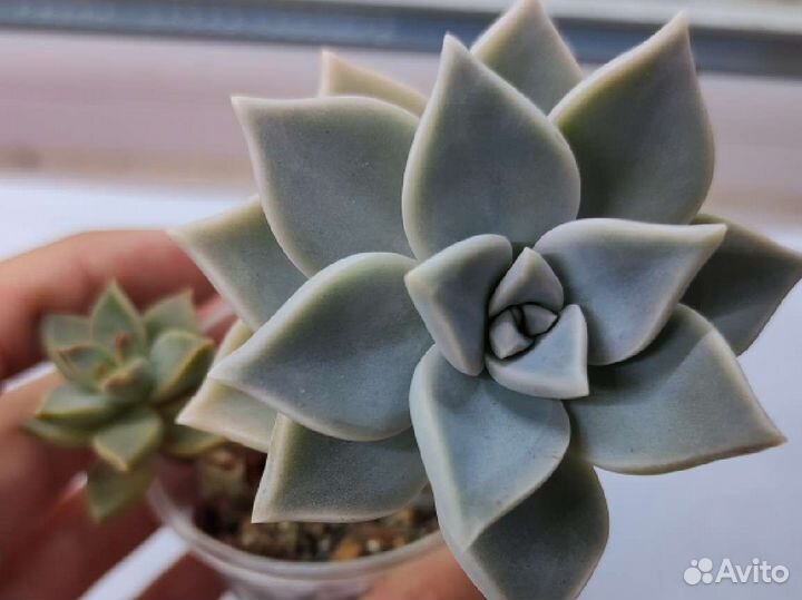 Садики суккулентов 150