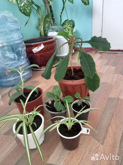 Комнатные цветы