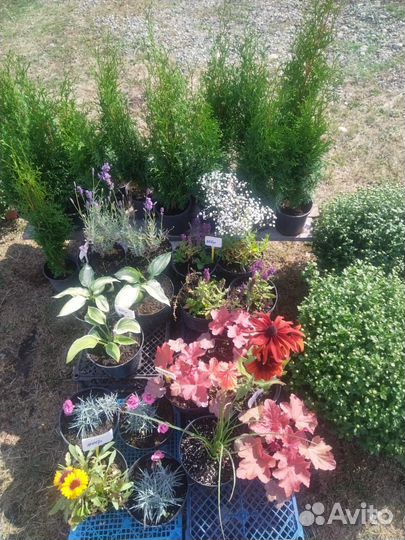 Многолетние цветы