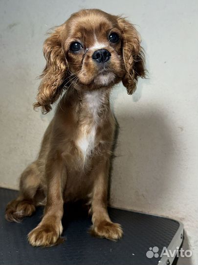 Спаниель Кавалер кинг чарльз спаниель