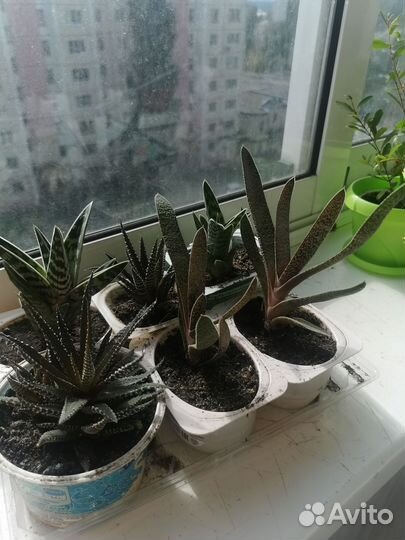 Комнатные растения