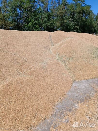 Зерно пшеница