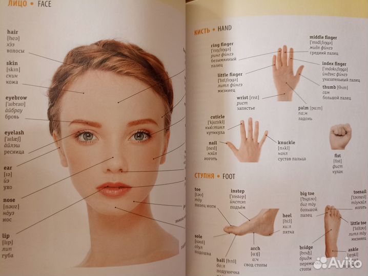 Англо-русский Визуальный Словарь