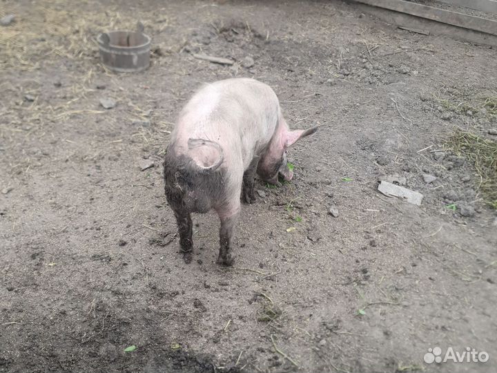 Хряк на племя
