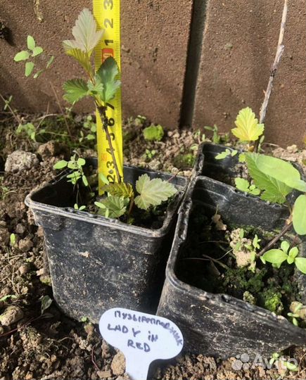 Спирея серая Грефшейм,пузыреплодник,многолетники