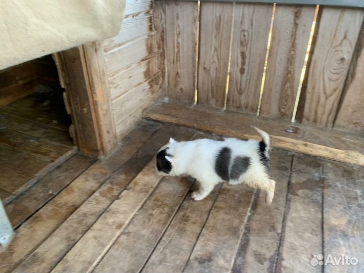 Щенок Западно-Сибирской лайки