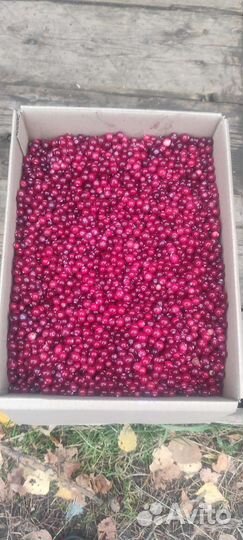 Клюква свежая