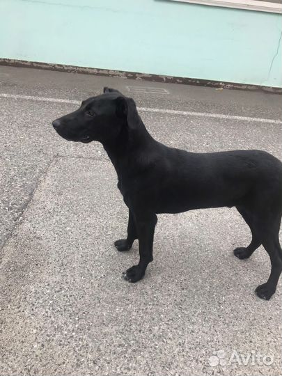 Собака в добрые руки