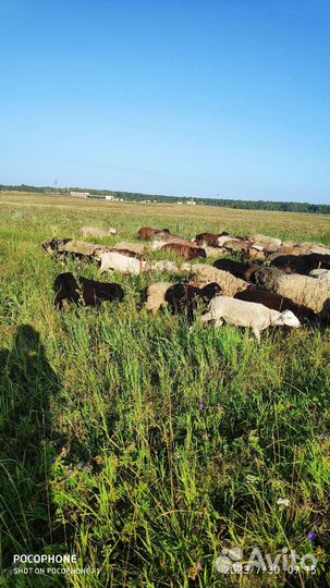 Овцы бараны, ягнята