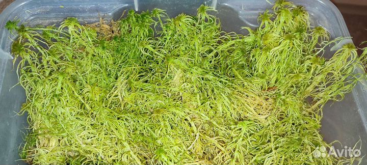 Мох сфагнум, боровой