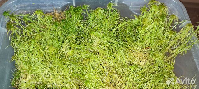 Мох сфагнум, боровой