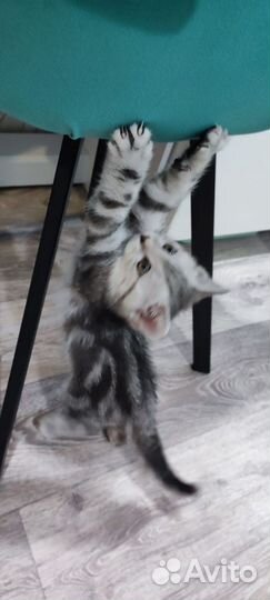 Британский котенок