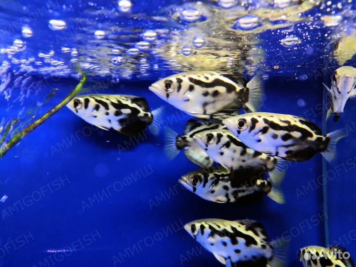 Рыба брызгун золотой (Toxotes Jaculatrix)