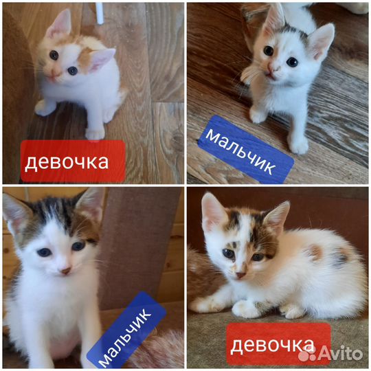 Котята из приюта