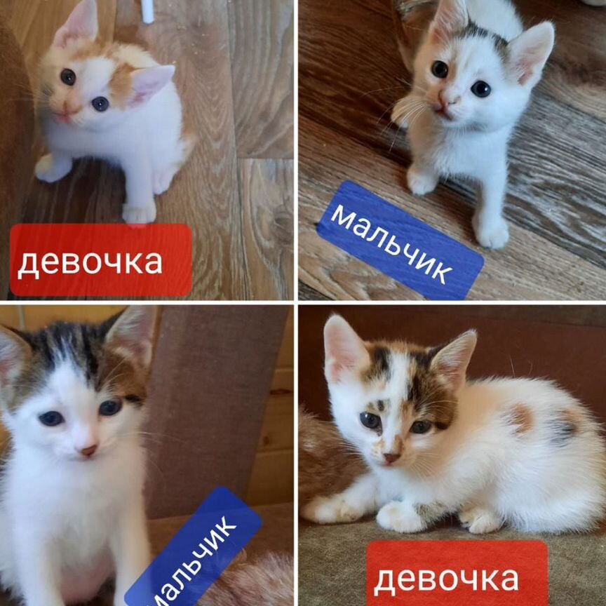 Котята из приюта