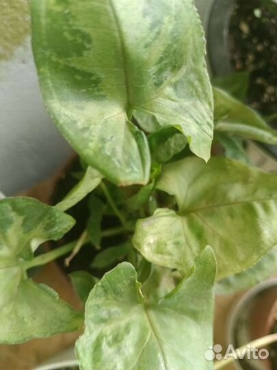 Комнатные растения