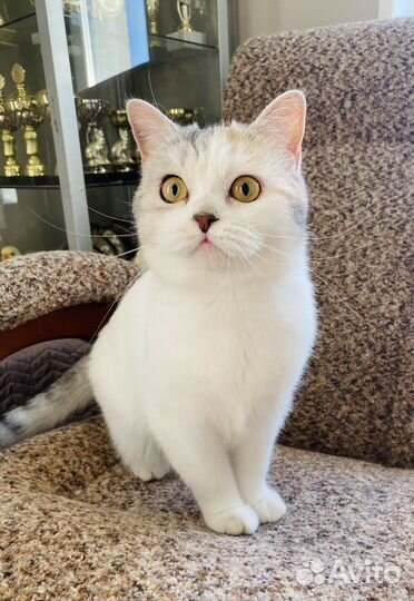 Шотландская кошечка