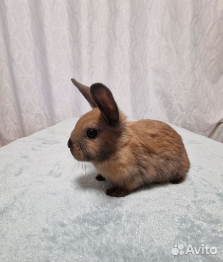 Декоративные карликовые кролики