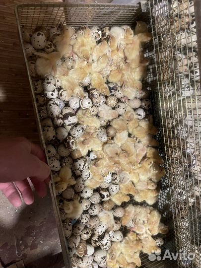 Перепела Техасский перепел