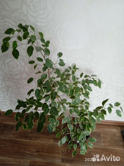 Фикус бенджамина