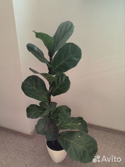 Фикус лировидный