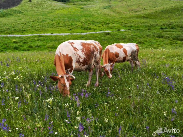 Коровы дойные молочные