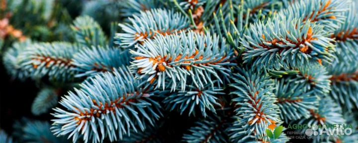 Ель голубая