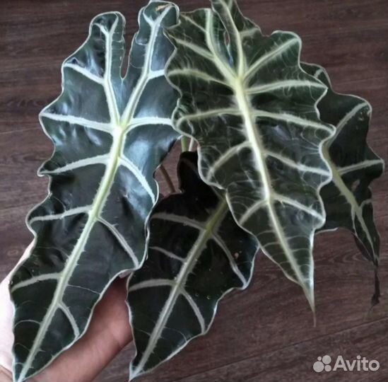 Алоказия Полли