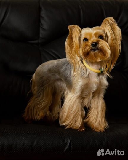 Йоркширский терьер вязка