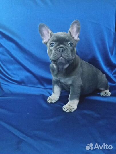 Малыши французики