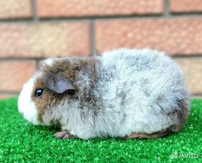 Морские свинки. Американский тедди