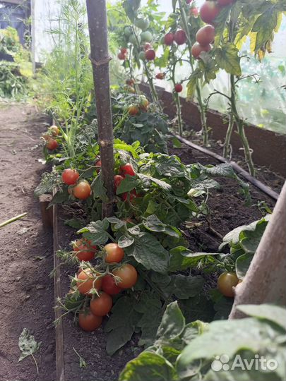 Помидоры свежие домашние