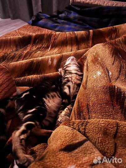 Бенгальская кошка