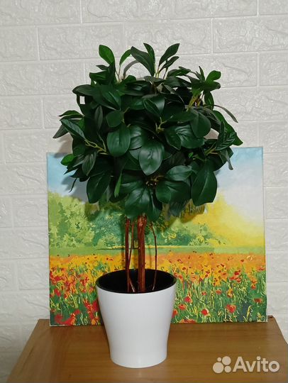 Фикус Мокламе