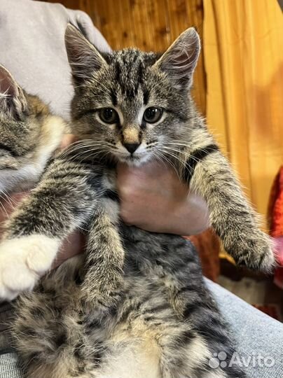 Котенок смешанный