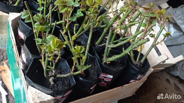 Рассада цветов оптом и в розницу