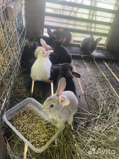 Кролики калифорния