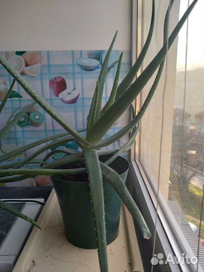 Каланхоэ лечебное